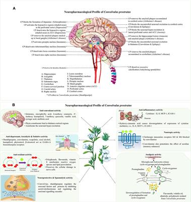 Phytochemical Profile, Pharmacological Attributes and Medicinal Properties of Convolvulus prostratus – A Cognitive Enhancer Herb for the Management of Neurodegenerative Etiologies